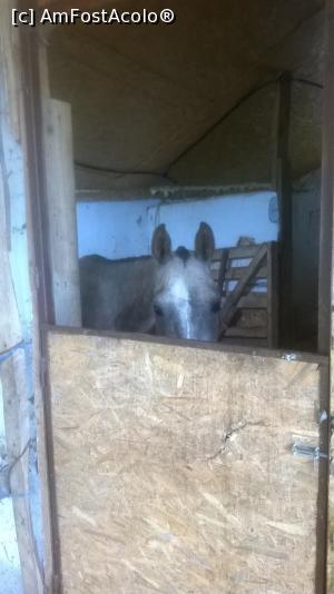 [P06] un alt cal paşte liniştit în grajd » foto by zlatna
 - 
<span class="allrVoted glyphicon glyphicon-heart hidden" id="av868173"></span>
<a class="m-l-10 hidden" id="sv868173" onclick="voting_Foto_DelVot(,868173,3860)" role="button">șterge vot <span class="glyphicon glyphicon-remove"></span></a>
<a id="v9868173" class=" c-red"  onclick="voting_Foto_SetVot(868173)" role="button"><span class="glyphicon glyphicon-heart-empty"></span> <b>LIKE</b> = Votează poza</a> <img class="hidden"  id="f868173W9" src="/imagini/loader.gif" border="0" /><span class="AjErrMes hidden" id="e868173ErM"></span>