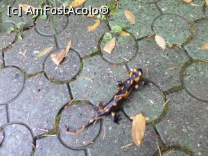 [P02] Să fie o salamandră de foc ? » foto by Safta Radu
 - 
<span class="allrVoted glyphicon glyphicon-heart hidden" id="av1025178"></span>
<a class="m-l-10 hidden" id="sv1025178" onclick="voting_Foto_DelVot(,1025178,3860)" role="button">șterge vot <span class="glyphicon glyphicon-remove"></span></a>
<a id="v91025178" class=" c-red"  onclick="voting_Foto_SetVot(1025178)" role="button"><span class="glyphicon glyphicon-heart-empty"></span> <b>LIKE</b> = Votează poza</a> <img class="hidden"  id="f1025178W9" src="/imagini/loader.gif" border="0" /><span class="AjErrMes hidden" id="e1025178ErM"></span>