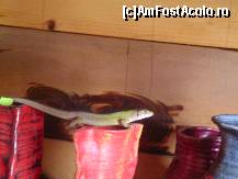 [P11x] Ceramica de Horezu si nu numai... » foto by mario 110
 - 
<span class="allrVoted glyphicon glyphicon-heart hidden" id="av40829"></span>
<a class="m-l-10 hidden" id="sv40829" onclick="voting_Foto_DelVot(,40829,3860)" role="button">șterge vot <span class="glyphicon glyphicon-remove"></span></a>
<a id="v940829" class=" c-red"  onclick="voting_Foto_SetVot(40829)" role="button"><span class="glyphicon glyphicon-heart-empty"></span> <b>LIKE</b> = Votează poza</a> <img class="hidden"  id="f40829W9" src="/imagini/loader.gif" border="0" /><span class="AjErrMes hidden" id="e40829ErM"></span>