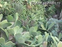 [P04] Aloe si cactus urias. » foto by georgiana
 - 
<span class="allrVoted glyphicon glyphicon-heart hidden" id="av27452"></span>
<a class="m-l-10 hidden" id="sv27452" onclick="voting_Foto_DelVot(,27452,3887)" role="button">șterge vot <span class="glyphicon glyphicon-remove"></span></a>
<a id="v927452" class=" c-red"  onclick="voting_Foto_SetVot(27452)" role="button"><span class="glyphicon glyphicon-heart-empty"></span> <b>LIKE</b> = Votează poza</a> <img class="hidden"  id="f27452W9" src="/imagini/loader.gif" border="0" /><span class="AjErrMes hidden" id="e27452ErM"></span>