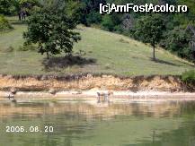 [P08] O vacă venită la 'plajă' » foto by Costi
 - 
<span class="allrVoted glyphicon glyphicon-heart hidden" id="av35376"></span>
<a class="m-l-10 hidden" id="sv35376" onclick="voting_Foto_DelVot(,35376,3894)" role="button">șterge vot <span class="glyphicon glyphicon-remove"></span></a>
<a id="v935376" class=" c-red"  onclick="voting_Foto_SetVot(35376)" role="button"><span class="glyphicon glyphicon-heart-empty"></span> <b>LIKE</b> = Votează poza</a> <img class="hidden"  id="f35376W9" src="/imagini/loader.gif" border="0" /><span class="AjErrMes hidden" id="e35376ErM"></span>