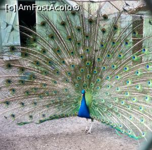 [P11]  -- <small>// FĂRĂ DESCRIERE</small> » foto by geani anto
 - 
<span class="allrVoted glyphicon glyphicon-heart hidden" id="av1171965"></span>
<a class="m-l-10 hidden" id="sv1171965" onclick="voting_Foto_DelVot(,1171965,3917)" role="button">șterge vot <span class="glyphicon glyphicon-remove"></span></a>
<a id="v91171965" class=" c-red"  onclick="voting_Foto_SetVot(1171965)" role="button"><span class="glyphicon glyphicon-heart-empty"></span> <b>LIKE</b> = Votează poza</a> <img class="hidden"  id="f1171965W9" src="/imagini/loader.gif" border="0" /><span class="AjErrMes hidden" id="e1171965ErM"></span>