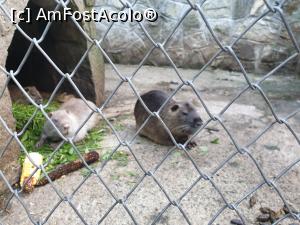 [P04] gradina zoologica Dragos Voda » foto by geani anto
 - 
<span class="allrVoted glyphicon glyphicon-heart hidden" id="av1171958"></span>
<a class="m-l-10 hidden" id="sv1171958" onclick="voting_Foto_DelVot(,1171958,3917)" role="button">șterge vot <span class="glyphicon glyphicon-remove"></span></a>
<a id="v91171958" class=" c-red"  onclick="voting_Foto_SetVot(1171958)" role="button"><span class="glyphicon glyphicon-heart-empty"></span> <b>LIKE</b> = Votează poza</a> <img class="hidden"  id="f1171958W9" src="/imagini/loader.gif" border="0" /><span class="AjErrMes hidden" id="e1171958ErM"></span>