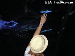 [P10] Aquario Civico » foto by Alesana29
 - 
<span class="allrVoted glyphicon glyphicon-heart hidden" id="av508168"></span>
<a class="m-l-10 hidden" id="sv508168" onclick="voting_Foto_DelVot(,508168,3925)" role="button">șterge vot <span class="glyphicon glyphicon-remove"></span></a>
<a id="v9508168" class=" c-red"  onclick="voting_Foto_SetVot(508168)" role="button"><span class="glyphicon glyphicon-heart-empty"></span> <b>LIKE</b> = Votează poza</a> <img class="hidden"  id="f508168W9" src="/imagini/loader.gif" border="0" /><span class="AjErrMes hidden" id="e508168ErM"></span>