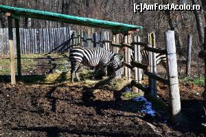 [P09] Grădina Zoologică - zebra » foto by makuy*
 - 
<span class="allrVoted glyphicon glyphicon-heart hidden" id="av599387"></span>
<a class="m-l-10 hidden" id="sv599387" onclick="voting_Foto_DelVot(,599387,3936)" role="button">șterge vot <span class="glyphicon glyphicon-remove"></span></a>
<a id="v9599387" class=" c-red"  onclick="voting_Foto_SetVot(599387)" role="button"><span class="glyphicon glyphicon-heart-empty"></span> <b>LIKE</b> = Votează poza</a> <img class="hidden"  id="f599387W9" src="/imagini/loader.gif" border="0" /><span class="AjErrMes hidden" id="e599387ErM"></span>