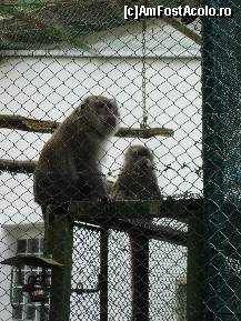 [P20] Grădina Zoologică » foto by baby eyes
 - 
<span class="allrVoted glyphicon glyphicon-heart hidden" id="av419442"></span>
<a class="m-l-10 hidden" id="sv419442" onclick="voting_Foto_DelVot(,419442,3936)" role="button">șterge vot <span class="glyphicon glyphicon-remove"></span></a>
<a id="v9419442" class=" c-red"  onclick="voting_Foto_SetVot(419442)" role="button"><span class="glyphicon glyphicon-heart-empty"></span> <b>LIKE</b> = Votează poza</a> <img class="hidden"  id="f419442W9" src="/imagini/loader.gif" border="0" /><span class="AjErrMes hidden" id="e419442ErM"></span>