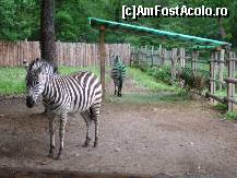 [P24] Grădina Zoologică » foto by baby eyes
 - 
<span class="allrVoted glyphicon glyphicon-heart hidden" id="av419448"></span>
<a class="m-l-10 hidden" id="sv419448" onclick="voting_Foto_DelVot(,419448,3936)" role="button">șterge vot <span class="glyphicon glyphicon-remove"></span></a>
<a id="v9419448" class=" c-red"  onclick="voting_Foto_SetVot(419448)" role="button"><span class="glyphicon glyphicon-heart-empty"></span> <b>LIKE</b> = Votează poza</a> <img class="hidden"  id="f419448W9" src="/imagini/loader.gif" border="0" /><span class="AjErrMes hidden" id="e419448ErM"></span>