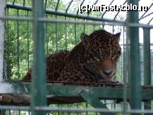 [P25] Grădina Zoologică » foto by baby eyes
 - 
<span class="allrVoted glyphicon glyphicon-heart hidden" id="av419449"></span>
<a class="m-l-10 hidden" id="sv419449" onclick="voting_Foto_DelVot(,419449,3936)" role="button">șterge vot <span class="glyphicon glyphicon-remove"></span></a>
<a id="v9419449" class=" c-red"  onclick="voting_Foto_SetVot(419449)" role="button"><span class="glyphicon glyphicon-heart-empty"></span> <b>LIKE</b> = Votează poza</a> <img class="hidden"  id="f419449W9" src="/imagini/loader.gif" border="0" /><span class="AjErrMes hidden" id="e419449ErM"></span>