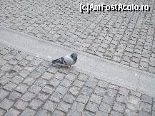[P12] Un porumbel stingher care cam murea e frig » foto by Valentina69
 - 
<span class="allrVoted glyphicon glyphicon-heart hidden" id="av47125"></span>
<a class="m-l-10 hidden" id="sv47125" onclick="voting_Foto_DelVot(,47125,3936)" role="button">șterge vot <span class="glyphicon glyphicon-remove"></span></a>
<a id="v947125" class=" c-red"  onclick="voting_Foto_SetVot(47125)" role="button"><span class="glyphicon glyphicon-heart-empty"></span> <b>LIKE</b> = Votează poza</a> <img class="hidden"  id="f47125W9" src="/imagini/loader.gif" border="0" /><span class="AjErrMes hidden" id="e47125ErM"></span>