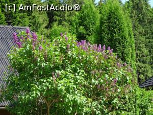 [P20] Liliac înflorit la jumătatea lunii iunie. » foto by tata123 🔱
 - 
<span class="allrVoted glyphicon glyphicon-heart hidden" id="av1244651"></span>
<a class="m-l-10 hidden" id="sv1244651" onclick="voting_Foto_DelVot(,1244651,3968)" role="button">șterge vot <span class="glyphicon glyphicon-remove"></span></a>
<a id="v91244651" class=" c-red"  onclick="voting_Foto_SetVot(1244651)" role="button"><span class="glyphicon glyphicon-heart-empty"></span> <b>LIKE</b> = Votează poza</a> <img class="hidden"  id="f1244651W9" src="/imagini/loader.gif" border="0" /><span class="AjErrMes hidden" id="e1244651ErM"></span>