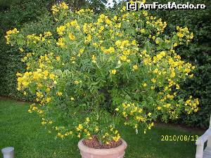 [P04] Un frumos pomișor-buchet.  » foto by puiutea
 - 
<span class="allrVoted glyphicon glyphicon-heart hidden" id="av579231"></span>
<a class="m-l-10 hidden" id="sv579231" onclick="voting_Foto_DelVot(,579231,3969)" role="button">șterge vot <span class="glyphicon glyphicon-remove"></span></a>
<a id="v9579231" class=" c-red"  onclick="voting_Foto_SetVot(579231)" role="button"><span class="glyphicon glyphicon-heart-empty"></span> <b>LIKE</b> = Votează poza</a> <img class="hidden"  id="f579231W9" src="/imagini/loader.gif" border="0" /><span class="AjErrMes hidden" id="e579231ErM"></span>
