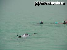 [P32] CAM asta era ocupația noastră de peste zi...snorkeling » foto by RLY22*
 - 
<span class="allrVoted glyphicon glyphicon-heart hidden" id="av100269"></span>
<a class="m-l-10 hidden" id="sv100269" onclick="voting_Foto_DelVot(,100269,4046)" role="button">șterge vot <span class="glyphicon glyphicon-remove"></span></a>
<a id="v9100269" class=" c-red"  onclick="voting_Foto_SetVot(100269)" role="button"><span class="glyphicon glyphicon-heart-empty"></span> <b>LIKE</b> = Votează poza</a> <img class="hidden"  id="f100269W9" src="/imagini/loader.gif" border="0" /><span class="AjErrMes hidden" id="e100269ErM"></span>