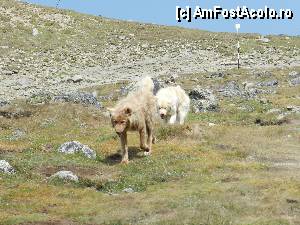 [P47] Catelusii sunt foarte cuminti si asteapta o vorba buna sau un colt de paine » foto by ionescunic
 - 
<span class="allrVoted glyphicon glyphicon-heart hidden" id="av345382"></span>
<a class="m-l-10 hidden" id="sv345382" onclick="voting_Foto_DelVot(,345382,4076)" role="button">șterge vot <span class="glyphicon glyphicon-remove"></span></a>
<a id="v9345382" class=" c-red"  onclick="voting_Foto_SetVot(345382)" role="button"><span class="glyphicon glyphicon-heart-empty"></span> <b>LIKE</b> = Votează poza</a> <img class="hidden"  id="f345382W9" src="/imagini/loader.gif" border="0" /><span class="AjErrMes hidden" id="e345382ErM"></span>