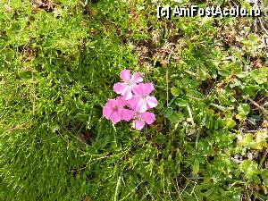 [P55]  -- <small>// FĂRĂ DESCRIERE</small> » foto by ionescunic
 - 
<span class="allrVoted glyphicon glyphicon-heart hidden" id="av345393"></span>
<a class="m-l-10 hidden" id="sv345393" onclick="voting_Foto_DelVot(,345393,4076)" role="button">șterge vot <span class="glyphicon glyphicon-remove"></span></a>
<a id="v9345393" class=" c-red"  onclick="voting_Foto_SetVot(345393)" role="button"><span class="glyphicon glyphicon-heart-empty"></span> <b>LIKE</b> = Votează poza</a> <img class="hidden"  id="f345393W9" src="/imagini/loader.gif" border="0" /><span class="AjErrMes hidden" id="e345393ErM"></span>