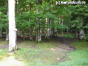 [P02] Intrarea în pădure (începe urcuşul pe Plaiul Munticelului)  » foto by Claudiu U.
 - 
<span class="allrVoted glyphicon glyphicon-heart hidden" id="av693793"></span>
<a class="m-l-10 hidden" id="sv693793" onclick="voting_Foto_DelVot(,693793,4076)" role="button">șterge vot <span class="glyphicon glyphicon-remove"></span></a>
<a id="v9693793" class=" c-red"  onclick="voting_Foto_SetVot(693793)" role="button"><span class="glyphicon glyphicon-heart-empty"></span> <b>LIKE</b> = Votează poza</a> <img class="hidden"  id="f693793W9" src="/imagini/loader.gif" border="0" /><span class="AjErrMes hidden" id="e693793ErM"></span>