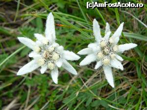 [P01] Iată-le, „vedetele” excursiei noastre! :) » foto by Claudiu U.
 - 
<span class="allrVoted glyphicon glyphicon-heart hidden" id="av697521"></span>
<a class="m-l-10 hidden" id="sv697521" onclick="voting_Foto_DelVot(,697521,4076)" role="button">șterge vot <span class="glyphicon glyphicon-remove"></span></a>
<a id="v9697521" class=" c-red"  onclick="voting_Foto_SetVot(697521)" role="button"><span class="glyphicon glyphicon-heart-empty"></span> <b>LIKE</b> = Votează poza</a> <img class="hidden"  id="f697521W9" src="/imagini/loader.gif" border="0" /><span class="AjErrMes hidden" id="e697521ErM"></span>