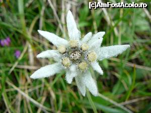 [P15] ... şi încă o „surată” de-a ei!  » foto by Claudiu U.
 - 
<span class="allrVoted glyphicon glyphicon-heart hidden" id="av697535"></span>
<a class="m-l-10 hidden" id="sv697535" onclick="voting_Foto_DelVot(,697535,4076)" role="button">șterge vot <span class="glyphicon glyphicon-remove"></span></a>
<a id="v9697535" class=" c-red"  onclick="voting_Foto_SetVot(697535)" role="button"><span class="glyphicon glyphicon-heart-empty"></span> <b>LIKE</b> = Votează poza</a> <img class="hidden"  id="f697535W9" src="/imagini/loader.gif" border="0" /><span class="AjErrMes hidden" id="e697535ErM"></span>