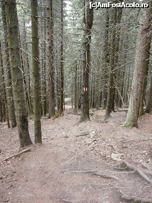 [P25] Coborârea prin pădure dinspre Poiana Zănoaga spre Poiana Pănicerului » foto by Claudiu U.
 - 
<span class="allrVoted glyphicon glyphicon-heart hidden" id="av697545"></span>
<a class="m-l-10 hidden" id="sv697545" onclick="voting_Foto_DelVot(,697545,4076)" role="button">șterge vot <span class="glyphicon glyphicon-remove"></span></a>
<a id="v9697545" class=" c-red"  onclick="voting_Foto_SetVot(697545)" role="button"><span class="glyphicon glyphicon-heart-empty"></span> <b>LIKE</b> = Votează poza</a> <img class="hidden"  id="f697545W9" src="/imagini/loader.gif" border="0" /><span class="AjErrMes hidden" id="e697545ErM"></span>