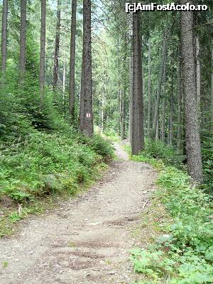 [P27] Poteca dintre Poiana Pănicerului şi drumul forestier ce ne-a scos la pârtia de schi » foto by Claudiu U.
 - 
<span class="allrVoted glyphicon glyphicon-heart hidden" id="av697547"></span>
<a class="m-l-10 hidden" id="sv697547" onclick="voting_Foto_DelVot(,697547,4076)" role="button">șterge vot <span class="glyphicon glyphicon-remove"></span></a>
<a id="v9697547" class=" c-red"  onclick="voting_Foto_SetVot(697547)" role="button"><span class="glyphicon glyphicon-heart-empty"></span> <b>LIKE</b> = Votează poza</a> <img class="hidden"  id="f697547W9" src="/imagini/loader.gif" border="0" /><span class="AjErrMes hidden" id="e697547ErM"></span>