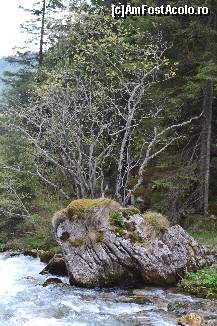 [P27] Cheile Tatarului...  » foto by RossoNerro
 - 
<span class="allrVoted glyphicon glyphicon-heart hidden" id="av420061"></span>
<a class="m-l-10 hidden" id="sv420061" onclick="voting_Foto_DelVot(,420061,4076)" role="button">șterge vot <span class="glyphicon glyphicon-remove"></span></a>
<a id="v9420061" class=" c-red"  onclick="voting_Foto_SetVot(420061)" role="button"><span class="glyphicon glyphicon-heart-empty"></span> <b>LIKE</b> = Votează poza</a> <img class="hidden"  id="f420061W9" src="/imagini/loader.gif" border="0" /><span class="AjErrMes hidden" id="e420061ErM"></span>