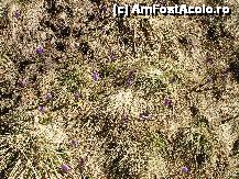 [P18] In unele locuri au aparut brandusele » foto by Lumis66
 - 
<span class="allrVoted glyphicon glyphicon-heart hidden" id="av190229"></span>
<a class="m-l-10 hidden" id="sv190229" onclick="voting_Foto_DelVot(,190229,4076)" role="button">șterge vot <span class="glyphicon glyphicon-remove"></span></a>
<a id="v9190229" class=" c-red"  onclick="voting_Foto_SetVot(190229)" role="button"><span class="glyphicon glyphicon-heart-empty"></span> <b>LIKE</b> = Votează poza</a> <img class="hidden"  id="f190229W9" src="/imagini/loader.gif" border="0" /><span class="AjErrMes hidden" id="e190229ErM"></span>