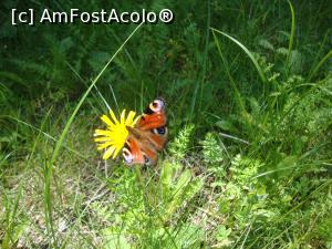 [P10] Un fluturaş se lasă fotografiat.  » foto by Floryn81
 - 
<span class="allrVoted glyphicon glyphicon-heart hidden" id="av869559"></span>
<a class="m-l-10 hidden" id="sv869559" onclick="voting_Foto_DelVot(,869559,4076)" role="button">șterge vot <span class="glyphicon glyphicon-remove"></span></a>
<a id="v9869559" class=" c-red"  onclick="voting_Foto_SetVot(869559)" role="button"><span class="glyphicon glyphicon-heart-empty"></span> <b>LIKE</b> = Votează poza</a> <img class="hidden"  id="f869559W9" src="/imagini/loader.gif" border="0" /><span class="AjErrMes hidden" id="e869559ErM"></span>