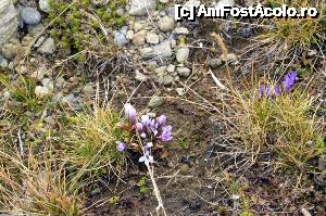 [P27] Cu toate că a nins deja de două ori, aici încă mai sunt flori!  » foto by Dragoș_MD
 - 
<span class="allrVoted glyphicon glyphicon-heart hidden" id="av695481"></span>
<a class="m-l-10 hidden" id="sv695481" onclick="voting_Foto_DelVot(,695481,4076)" role="button">șterge vot <span class="glyphicon glyphicon-remove"></span></a>
<a id="v9695481" class=" c-red"  onclick="voting_Foto_SetVot(695481)" role="button"><span class="glyphicon glyphicon-heart-empty"></span> <b>LIKE</b> = Votează poza</a> <img class="hidden"  id="f695481W9" src="/imagini/loader.gif" border="0" /><span class="AjErrMes hidden" id="e695481ErM"></span>