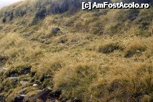 [P31] Roua care face iarba să lucească » foto by Dragoș_MD
 - 
<span class="allrVoted glyphicon glyphicon-heart hidden" id="av695485"></span>
<a class="m-l-10 hidden" id="sv695485" onclick="voting_Foto_DelVot(,695485,4076)" role="button">șterge vot <span class="glyphicon glyphicon-remove"></span></a>
<a id="v9695485" class=" c-red"  onclick="voting_Foto_SetVot(695485)" role="button"><span class="glyphicon glyphicon-heart-empty"></span> <b>LIKE</b> = Votează poza</a> <img class="hidden"  id="f695485W9" src="/imagini/loader.gif" border="0" /><span class="AjErrMes hidden" id="e695485ErM"></span>