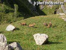 [P10] capre negre pe Valea Cerbului » foto by ildike79
 - 
<span class="allrVoted glyphicon glyphicon-heart hidden" id="av400029"></span>
<a class="m-l-10 hidden" id="sv400029" onclick="voting_Foto_DelVot(,400029,4076)" role="button">șterge vot <span class="glyphicon glyphicon-remove"></span></a>
<a id="v9400029" class=" c-red"  onclick="voting_Foto_SetVot(400029)" role="button"><span class="glyphicon glyphicon-heart-empty"></span> <b>LIKE</b> = Votează poza</a> <img class="hidden"  id="f400029W9" src="/imagini/loader.gif" border="0" /><span class="AjErrMes hidden" id="e400029ErM"></span>