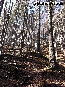 [P05] padurea singuratica » foto by rita
 - 
<span class="allrVoted glyphicon glyphicon-heart hidden" id="av355577"></span>
<a class="m-l-10 hidden" id="sv355577" onclick="voting_Foto_DelVot(,355577,4076)" role="button">șterge vot <span class="glyphicon glyphicon-remove"></span></a>
<a id="v9355577" class=" c-red"  onclick="voting_Foto_SetVot(355577)" role="button"><span class="glyphicon glyphicon-heart-empty"></span> <b>LIKE</b> = Votează poza</a> <img class="hidden"  id="f355577W9" src="/imagini/loader.gif" border="0" /><span class="AjErrMes hidden" id="e355577ErM"></span>