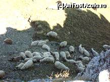 [P14] oite la umbra aproape de cabana Omu » foto by kata0587
 - 
<span class="allrVoted glyphicon glyphicon-heart hidden" id="av396628"></span>
<a class="m-l-10 hidden" id="sv396628" onclick="voting_Foto_DelVot(,396628,4076)" role="button">șterge vot <span class="glyphicon glyphicon-remove"></span></a>
<a id="v9396628" class=" c-red"  onclick="voting_Foto_SetVot(396628)" role="button"><span class="glyphicon glyphicon-heart-empty"></span> <b>LIKE</b> = Votează poza</a> <img class="hidden"  id="f396628W9" src="/imagini/loader.gif" border="0" /><span class="AjErrMes hidden" id="e396628ErM"></span>