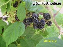 [P39] atacând murele :)  » foto by kata0587
 - 
<span class="allrVoted glyphicon glyphicon-heart hidden" id="av396713"></span>
<a class="m-l-10 hidden" id="sv396713" onclick="voting_Foto_DelVot(,396713,4076)" role="button">șterge vot <span class="glyphicon glyphicon-remove"></span></a>
<a id="v9396713" class=" c-red"  onclick="voting_Foto_SetVot(396713)" role="button"><span class="glyphicon glyphicon-heart-empty"></span> <b>LIKE</b> = Votează poza</a> <img class="hidden"  id="f396713W9" src="/imagini/loader.gif" border="0" /><span class="AjErrMes hidden" id="e396713ErM"></span>