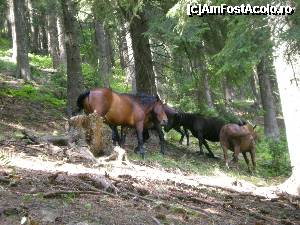 [P13] caluți prin pădure » foto by kata0587
 - 
<span class="allrVoted glyphicon glyphicon-heart hidden" id="av396915"></span>
<a class="m-l-10 hidden" id="sv396915" onclick="voting_Foto_DelVot(,396915,4076)" role="button">șterge vot <span class="glyphicon glyphicon-remove"></span></a>
<a id="v9396915" class=" c-red"  onclick="voting_Foto_SetVot(396915)" role="button"><span class="glyphicon glyphicon-heart-empty"></span> <b>LIKE</b> = Votează poza</a> <img class="hidden"  id="f396915W9" src="/imagini/loader.gif" border="0" /><span class="AjErrMes hidden" id="e396915ErM"></span>