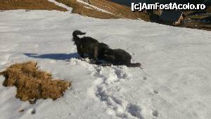 [P21] ce le pasa...  » foto by Nicu V
 - 
<span class="allrVoted glyphicon glyphicon-heart hidden" id="av394790"></span>
<a class="m-l-10 hidden" id="sv394790" onclick="voting_Foto_DelVot(,394790,4076)" role="button">șterge vot <span class="glyphicon glyphicon-remove"></span></a>
<a id="v9394790" class=" c-red"  onclick="voting_Foto_SetVot(394790)" role="button"><span class="glyphicon glyphicon-heart-empty"></span> <b>LIKE</b> = Votează poza</a> <img class="hidden"  id="f394790W9" src="/imagini/loader.gif" border="0" /><span class="AjErrMes hidden" id="e394790ErM"></span>