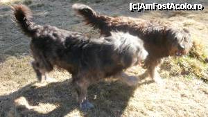 [P07] cei doi insotitori » foto by Nicu V
 - 
<span class="allrVoted glyphicon glyphicon-heart hidden" id="av394776"></span>
<a class="m-l-10 hidden" id="sv394776" onclick="voting_Foto_DelVot(,394776,4076)" role="button">șterge vot <span class="glyphicon glyphicon-remove"></span></a>
<a id="v9394776" class=" c-red"  onclick="voting_Foto_SetVot(394776)" role="button"><span class="glyphicon glyphicon-heart-empty"></span> <b>LIKE</b> = Votează poza</a> <img class="hidden"  id="f394776W9" src="/imagini/loader.gif" border="0" /><span class="AjErrMes hidden" id="e394776ErM"></span>