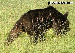 [P04]  -- <small>// FĂRĂ DESCRIERE</small> » foto by smarius28
 - 
<span class="allrVoted glyphicon glyphicon-heart hidden" id="av346200"></span>
<a class="m-l-10 hidden" id="sv346200" onclick="voting_Foto_DelVot(,346200,4076)" role="button">șterge vot <span class="glyphicon glyphicon-remove"></span></a>
<a id="v9346200" class=" c-red"  onclick="voting_Foto_SetVot(346200)" role="button"><span class="glyphicon glyphicon-heart-empty"></span> <b>LIKE</b> = Votează poza</a> <img class="hidden"  id="f346200W9" src="/imagini/loader.gif" border="0" /><span class="AjErrMes hidden" id="e346200ErM"></span>