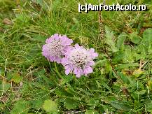 [P22] un vers din poezia muntelui » foto by florentin_dobre
 - 
<span class="allrVoted glyphicon glyphicon-heart hidden" id="av462550"></span>
<a class="m-l-10 hidden" id="sv462550" onclick="voting_Foto_DelVot(,462550,4076)" role="button">șterge vot <span class="glyphicon glyphicon-remove"></span></a>
<a id="v9462550" class=" c-red"  onclick="voting_Foto_SetVot(462550)" role="button"><span class="glyphicon glyphicon-heart-empty"></span> <b>LIKE</b> = Votează poza</a> <img class="hidden"  id="f462550W9" src="/imagini/loader.gif" border="0" /><span class="AjErrMes hidden" id="e462550ErM"></span>