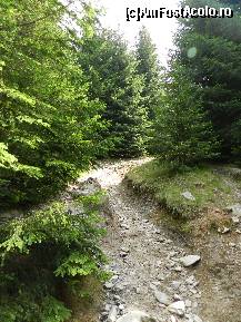 [P31] carari insorite prin padure » foto by florentin_dobre
 - 
<span class="allrVoted glyphicon glyphicon-heart hidden" id="av462559"></span>
<a class="m-l-10 hidden" id="sv462559" onclick="voting_Foto_DelVot(,462559,4076)" role="button">șterge vot <span class="glyphicon glyphicon-remove"></span></a>
<a id="v9462559" class=" c-red"  onclick="voting_Foto_SetVot(462559)" role="button"><span class="glyphicon glyphicon-heart-empty"></span> <b>LIKE</b> = Votează poza</a> <img class="hidden"  id="f462559W9" src="/imagini/loader.gif" border="0" /><span class="AjErrMes hidden" id="e462559ErM"></span>