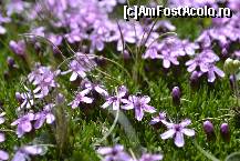 [P29] Urmeaza cateva fotografii, cu dedicatie speciala pentru colegul @ionescunic. Nu ma pricep la bujori de munte, dar nu cred ca am vazut asa ceva pe acolo » foto by MCM
 - 
<span class="allrVoted glyphicon glyphicon-heart hidden" id="av324877"></span>
<a class="m-l-10 hidden" id="sv324877" onclick="voting_Foto_DelVot(,324877,4076)" role="button">șterge vot <span class="glyphicon glyphicon-remove"></span></a>
<a id="v9324877" class=" c-red"  onclick="voting_Foto_SetVot(324877)" role="button"><span class="glyphicon glyphicon-heart-empty"></span> <b>LIKE</b> = Votează poza</a> <img class="hidden"  id="f324877W9" src="/imagini/loader.gif" border="0" /><span class="AjErrMes hidden" id="e324877ErM"></span>