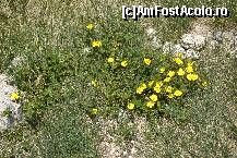 [P33] Am avut flori albe, roz, albastre. Ce mai lipsea? Galbeneee » foto by MCM
 - 
<span class="allrVoted glyphicon glyphicon-heart hidden" id="av324881"></span>
<a class="m-l-10 hidden" id="sv324881" onclick="voting_Foto_DelVot(,324881,4076)" role="button">șterge vot <span class="glyphicon glyphicon-remove"></span></a>
<a id="v9324881" class=" c-red"  onclick="voting_Foto_SetVot(324881)" role="button"><span class="glyphicon glyphicon-heart-empty"></span> <b>LIKE</b> = Votează poza</a> <img class="hidden"  id="f324881W9" src="/imagini/loader.gif" border="0" /><span class="AjErrMes hidden" id="e324881ErM"></span>