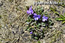 [P34] Unghia Gainii si nu Trei frati patati sau panseluta pitica :)
Nu este panseluta » foto by MCM
 - 
<span class="allrVoted glyphicon glyphicon-heart hidden" id="av325075"></span>
<a class="m-l-10 hidden" id="sv325075" onclick="voting_Foto_DelVot(,325075,4076)" role="button">șterge vot <span class="glyphicon glyphicon-remove"></span></a>
<a id="v9325075" class=" c-red"  onclick="voting_Foto_SetVot(325075)" role="button"><span class="glyphicon glyphicon-heart-empty"></span> <b>LIKE</b> = Votează poza</a> <img class="hidden"  id="f325075W9" src="/imagini/loader.gif" border="0" /><span class="AjErrMes hidden" id="e325075ErM"></span>