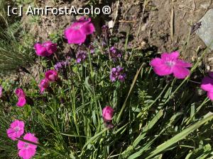 [P23] garofite pentru fete fara fite » foto by Dan&Ema
 - 
<span class="allrVoted glyphicon glyphicon-heart hidden" id="av999420"></span>
<a class="m-l-10 hidden" id="sv999420" onclick="voting_Foto_DelVot(,999420,4076)" role="button">șterge vot <span class="glyphicon glyphicon-remove"></span></a>
<a id="v9999420" class=" c-red"  onclick="voting_Foto_SetVot(999420)" role="button"><span class="glyphicon glyphicon-heart-empty"></span> <b>LIKE</b> = Votează poza</a> <img class="hidden"  id="f999420W9" src="/imagini/loader.gif" border="0" /><span class="AjErrMes hidden" id="e999420ErM"></span>