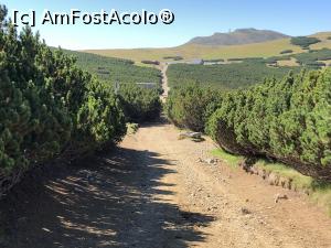 [P04] poteca lata prin jnepenis » foto by Dan&Ema
 - 
<span class="allrVoted glyphicon glyphicon-heart hidden" id="av999400"></span>
<a class="m-l-10 hidden" id="sv999400" onclick="voting_Foto_DelVot(,999400,4076)" role="button">șterge vot <span class="glyphicon glyphicon-remove"></span></a>
<a id="v9999400" class=" c-red"  onclick="voting_Foto_SetVot(999400)" role="button"><span class="glyphicon glyphicon-heart-empty"></span> <b>LIKE</b> = Votează poza</a> <img class="hidden"  id="f999400W9" src="/imagini/loader.gif" border="0" /><span class="AjErrMes hidden" id="e999400ErM"></span>