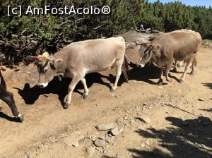 [P45] iaca vaca » foto by Dan&Ema
 - 
<span class="allrVoted glyphicon glyphicon-heart hidden" id="av999442"></span>
<a class="m-l-10 hidden" id="sv999442" onclick="voting_Foto_DelVot(,999442,4076)" role="button">șterge vot <span class="glyphicon glyphicon-remove"></span></a>
<a id="v9999442" class=" c-red"  onclick="voting_Foto_SetVot(999442)" role="button"><span class="glyphicon glyphicon-heart-empty"></span> <b>LIKE</b> = Votează poza</a> <img class="hidden"  id="f999442W9" src="/imagini/loader.gif" border="0" /><span class="AjErrMes hidden" id="e999442ErM"></span>