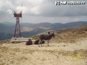 [P20]  -- <small>// FĂRĂ DESCRIERE</small> » foto by DanTal74
 - 
<span class="allrVoted glyphicon glyphicon-heart hidden" id="av691543"></span>
<a class="m-l-10 hidden" id="sv691543" onclick="voting_Foto_DelVot(,691543,4076)" role="button">șterge vot <span class="glyphicon glyphicon-remove"></span></a>
<a id="v9691543" class=" c-red"  onclick="voting_Foto_SetVot(691543)" role="button"><span class="glyphicon glyphicon-heart-empty"></span> <b>LIKE</b> = Votează poza</a> <img class="hidden"  id="f691543W9" src="/imagini/loader.gif" border="0" /><span class="AjErrMes hidden" id="e691543ErM"></span>