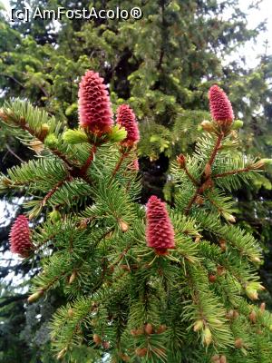 [P06] Flori de brad » foto by Denisa13
 - 
<span class="allrVoted glyphicon glyphicon-heart hidden" id="av969693"></span>
<a class="m-l-10 hidden" id="sv969693" onclick="voting_Foto_DelVot(,969693,4076)" role="button">șterge vot <span class="glyphicon glyphicon-remove"></span></a>
<a id="v9969693" class=" c-red"  onclick="voting_Foto_SetVot(969693)" role="button"><span class="glyphicon glyphicon-heart-empty"></span> <b>LIKE</b> = Votează poza</a> <img class="hidden"  id="f969693W9" src="/imagini/loader.gif" border="0" /><span class="AjErrMes hidden" id="e969693ErM"></span>