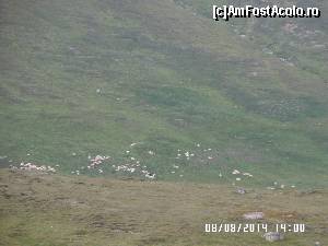 [P18] Oițele » foto by ungureanica
 - 
<span class="allrVoted glyphicon glyphicon-heart hidden" id="av571180"></span>
<a class="m-l-10 hidden" id="sv571180" onclick="voting_Foto_DelVot(,571180,4076)" role="button">șterge vot <span class="glyphicon glyphicon-remove"></span></a>
<a id="v9571180" class=" c-red"  onclick="voting_Foto_SetVot(571180)" role="button"><span class="glyphicon glyphicon-heart-empty"></span> <b>LIKE</b> = Votează poza</a> <img class="hidden"  id="f571180W9" src="/imagini/loader.gif" border="0" /><span class="AjErrMes hidden" id="e571180ErM"></span>