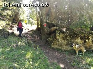 [P11] Cățelul mergea inainte ne aștepta și, după ce treceam toți prin fața lui o lua iar inainte » foto by Mika
 - 
<span class="allrVoted glyphicon glyphicon-heart hidden" id="av1086346"></span>
<a class="m-l-10 hidden" id="sv1086346" onclick="voting_Foto_DelVot(,1086346,4076)" role="button">șterge vot <span class="glyphicon glyphicon-remove"></span></a>
<a id="v91086346" class=" c-red"  onclick="voting_Foto_SetVot(1086346)" role="button"><span class="glyphicon glyphicon-heart-empty"></span> <b>LIKE</b> = Votează poza</a> <img class="hidden"  id="f1086346W9" src="/imagini/loader.gif" border="0" /><span class="AjErrMes hidden" id="e1086346ErM"></span>