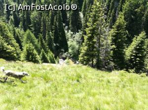 [P17] Am ieșit deasupra Cascadelor Vânturiș, care se auzeau dar nu se vedeau » foto by Mika
 - 
<span class="allrVoted glyphicon glyphicon-heart hidden" id="av1086352"></span>
<a class="m-l-10 hidden" id="sv1086352" onclick="voting_Foto_DelVot(,1086352,4076)" role="button">șterge vot <span class="glyphicon glyphicon-remove"></span></a>
<a id="v91086352" class=" c-red"  onclick="voting_Foto_SetVot(1086352)" role="button"><span class="glyphicon glyphicon-heart-empty"></span> <b>LIKE</b> = Votează poza</a> <img class="hidden"  id="f1086352W9" src="/imagini/loader.gif" border="0" /><span class="AjErrMes hidden" id="e1086352ErM"></span>