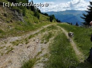 [P02] Cățelul drumeț care ne-a insoțit o parte din drum » foto by Mika
 - 
<span class="allrVoted glyphicon glyphicon-heart hidden" id="av1086337"></span>
<a class="m-l-10 hidden" id="sv1086337" onclick="voting_Foto_DelVot(,1086337,4076)" role="button">șterge vot <span class="glyphicon glyphicon-remove"></span></a>
<a id="v91086337" class=" c-red"  onclick="voting_Foto_SetVot(1086337)" role="button"><span class="glyphicon glyphicon-heart-empty"></span> <b>LIKE</b> = Votează poza</a> <img class="hidden"  id="f1086337W9" src="/imagini/loader.gif" border="0" /><span class="AjErrMes hidden" id="e1086337ErM"></span>